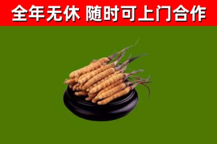 洪山区烟酒回收冬虫夏草.jpg
